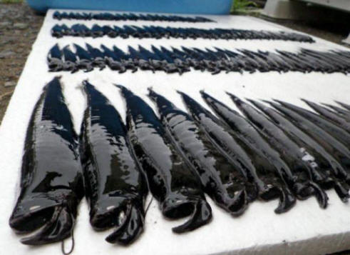 A lot of strange black fish were caught off the coast of Japan