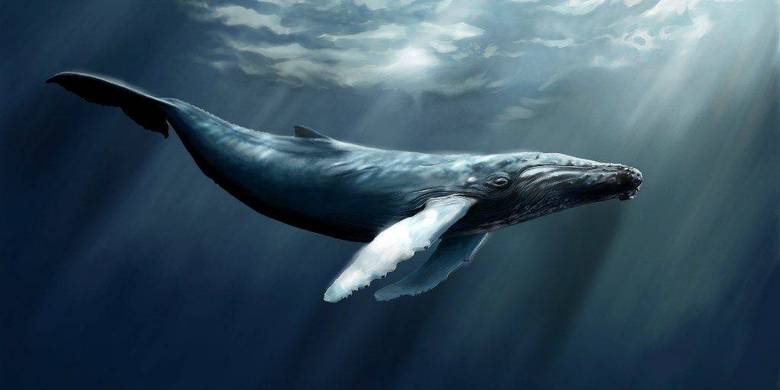 Scientists sound the alarm: in the North Atlantic, whales ceased to breed