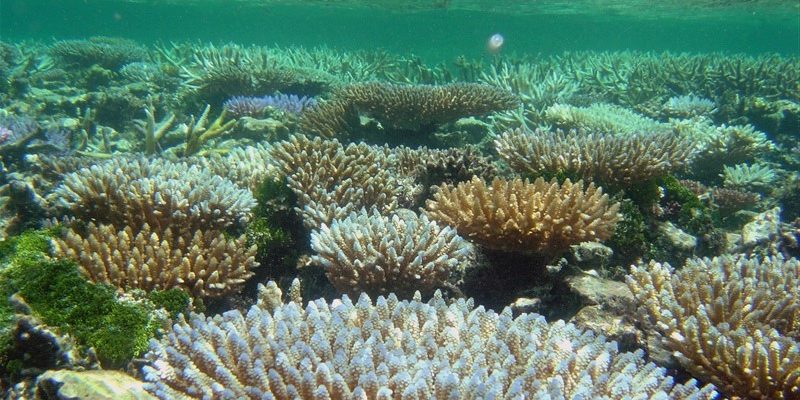 Scientists laid out a detailed plan to conserve marine life by 2050 