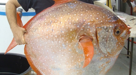 Scientists study the first warm-blooded fish