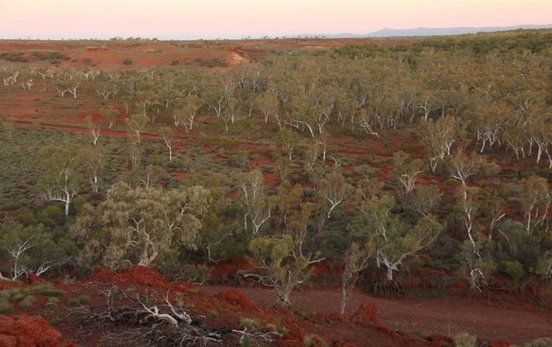 Scientists have found hundreds of millions of hectares of unaccounted forest