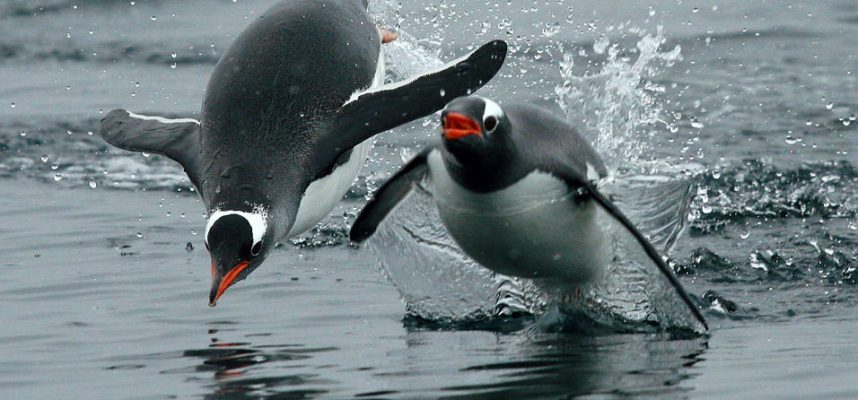 Scientists discover that penguins actually 'talk' underwater 