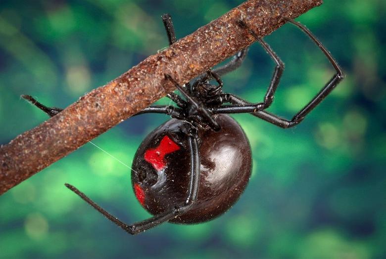 Scientists have solved the riddle of the heavy-duty spider web - black widow