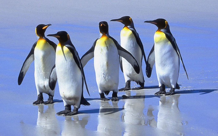 Scientists at a loss: King penguins show up in Africa