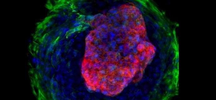 Scientists have grown in the laboratory a miniature copy of the human heart