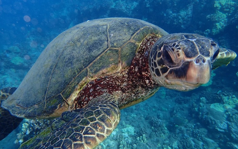 Scientists have found out why sea turtles swallow plastic