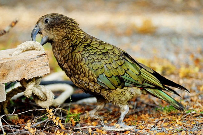 Scientists marveled at the intelligence of parrots (VIDEO)