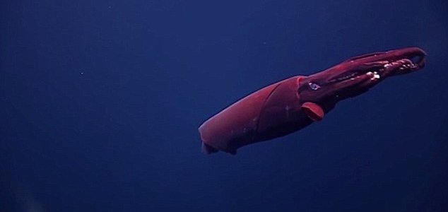 Scientists managed to film a huge rare squid