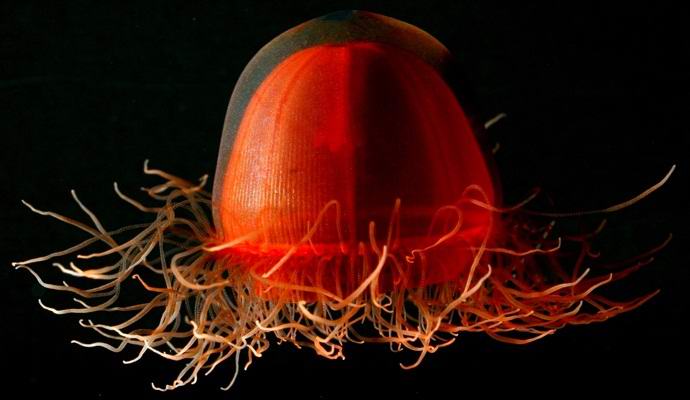 An amazing jellyfish looks like