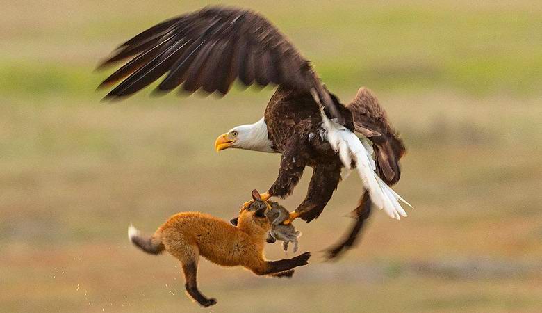 An amazing fight between an eagle and a fox because of a rabbit got on the video