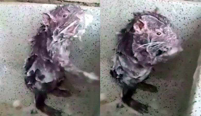 An amazing rodent takes a shower, just like a man