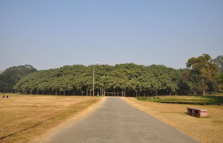 An amazing Indian forest, consisting of a single tree