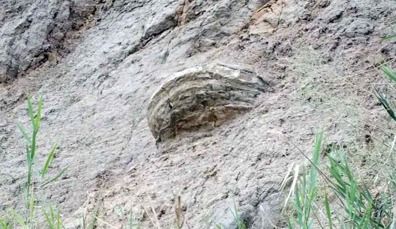 The ufologist claims to have discovered petrified organic matter near Saratov in the form of