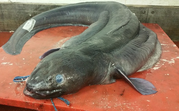 An eel more than 2 meters long was caught off the coast of Great Britain.