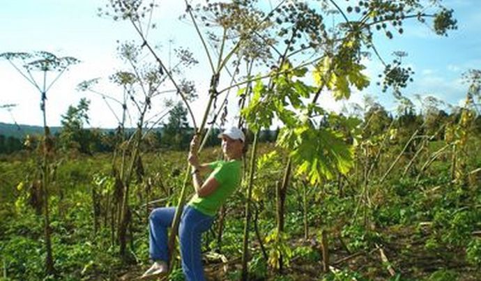 The threat of Russia from the hogweed