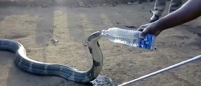 A cobra dying of thirst asked people for water