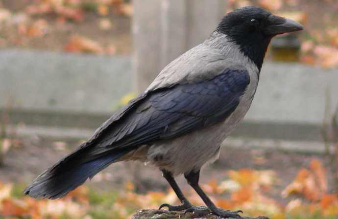 Clever and somewhat mysterious crows