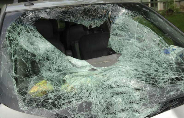 A deer fallen from the sky pierced the windshield of a car