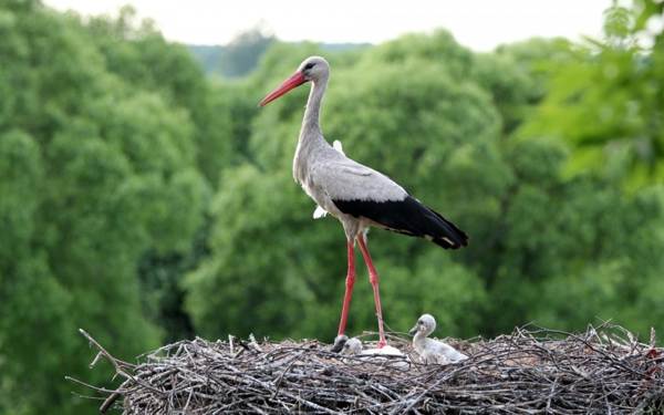 see a stork 