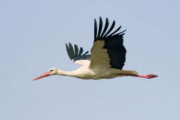 stork flew overhead 