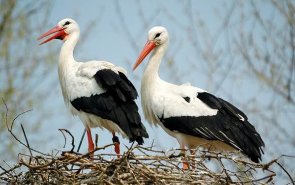 stork sat on the roof 