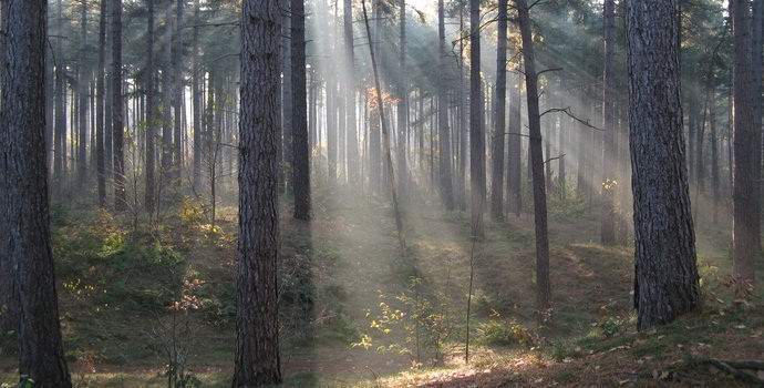 In the American forest, they filmed the legendary Lizard Man in a video