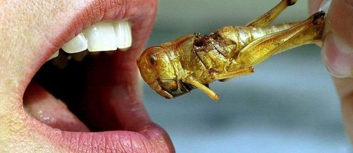 In America and Europe began to eat insects