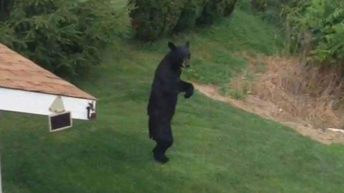 In America, an erect bear is seen