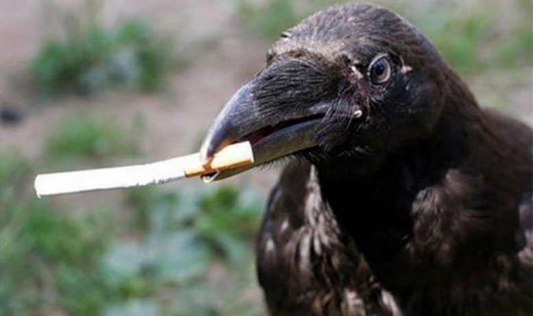 In Amsterdam, they figured out how to make a raven collect cigarette butts