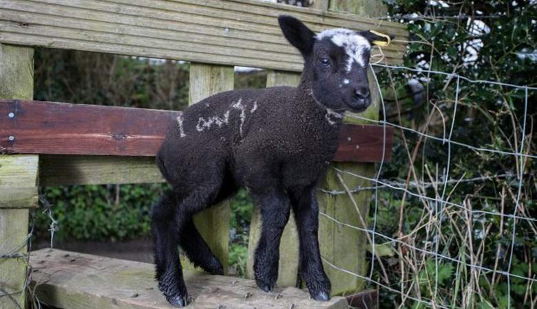 In England, a lamb was born with an unusual inscription on its side.