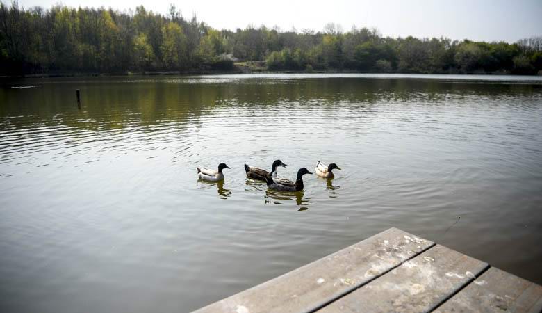 In the English pond animals began to disappear: the reason was found, but nobody knows how to eliminate it