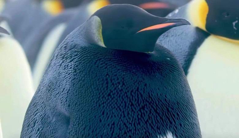 A rare penguin discovered in Antarctica