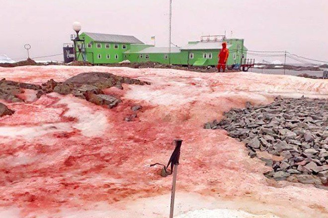 In Antarctica, the snow turned red