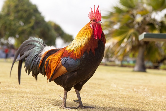 In Australia, an aggressive cock killed his mistress