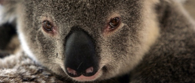 About seven hundred koalas were euthanized in Australia.