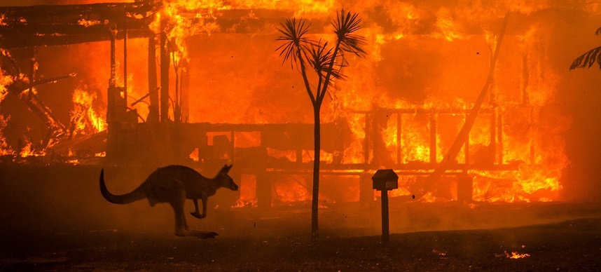 In Australia, a species of animal has disappeared due to fires