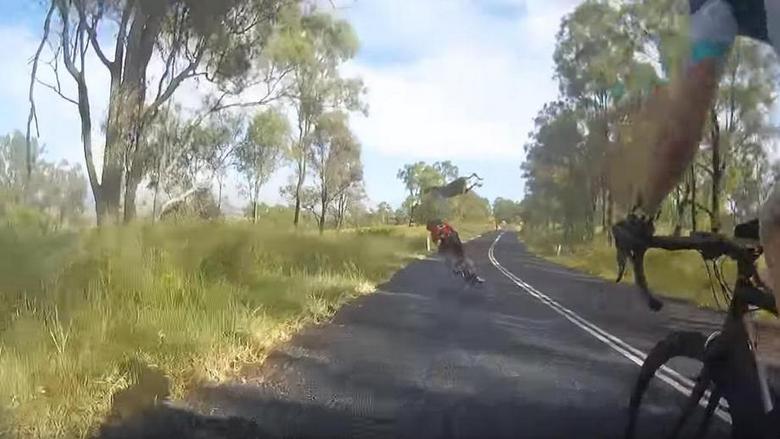 In Australia, a kangaroo brought down a cyclist