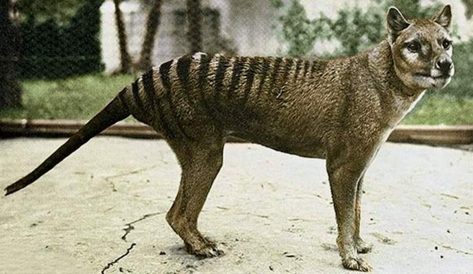 Australia found extinct marsupial wolf