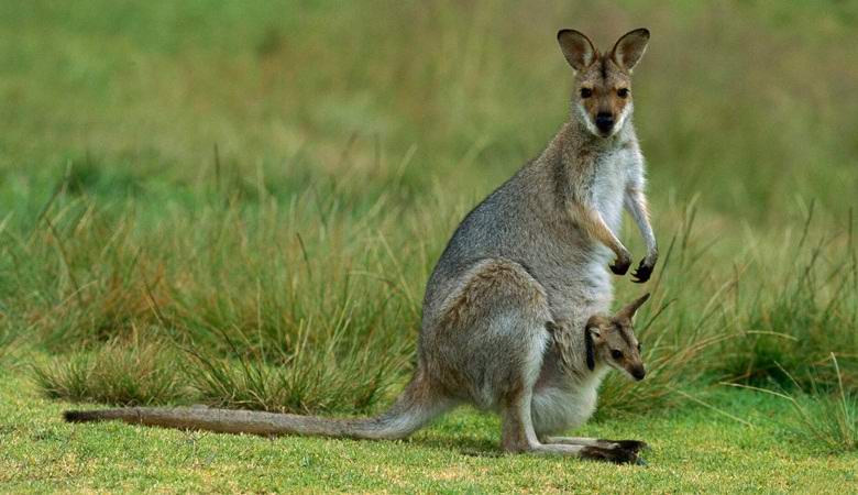 Millions of kangaroos mysteriously die in Australia.