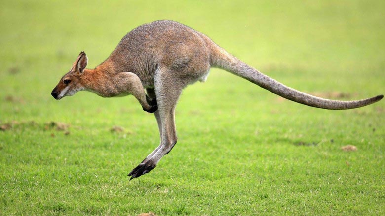 In Austria (not Australia) they catch the mysterious kangaroo cryptid