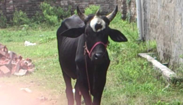 A cow with three horns was found in Brazil