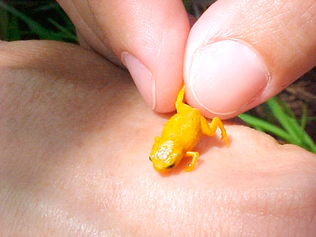 In Brazil, found the smallest frogs on the planet