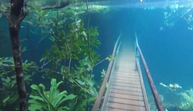 An amazing underwater forest has appeared in Brazil