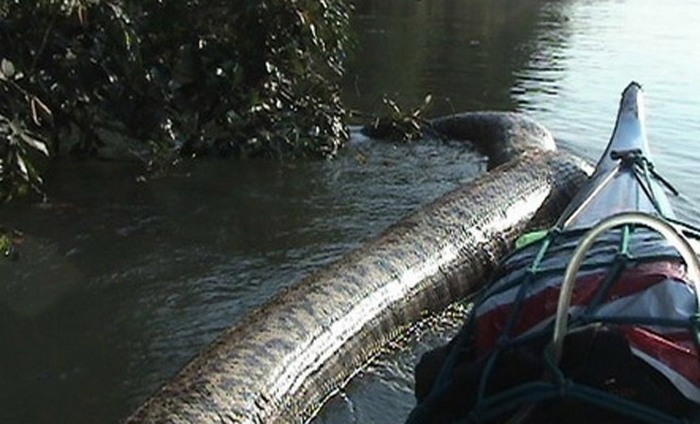 In Brazil, filmed the largest anaconda in the world