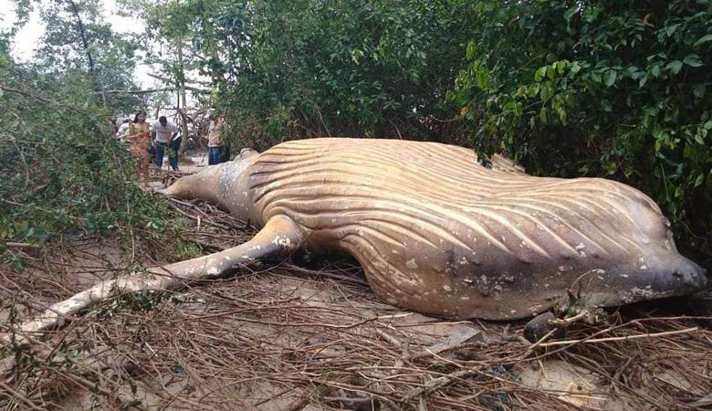 A dead whale suddenly appeared in the Brazilian jungle.