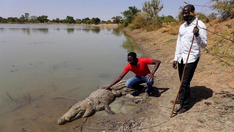 The most peaceful crocodiles in the world live in Burkina Faso