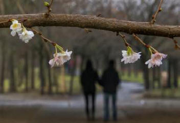 In Europe, Christmas trees bloomed