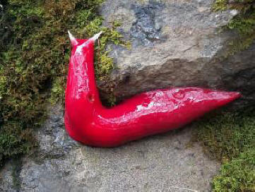 In the mountains of Australia, unprecedented giant pink fluorescent slugs