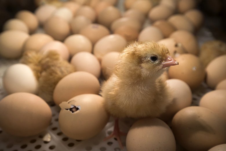 Overdue eggs were thrown into the landfill in Georgia - and hundreds of chickens hatched from them