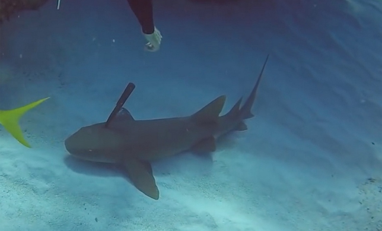 In India, a diver saved a wounded shark swimming up to him for help